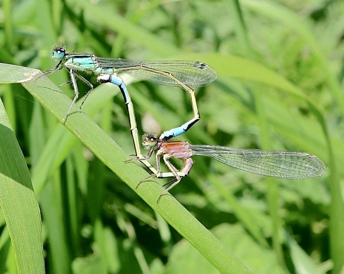 blue-tailed damselfly
